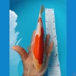 kohaku 30cm