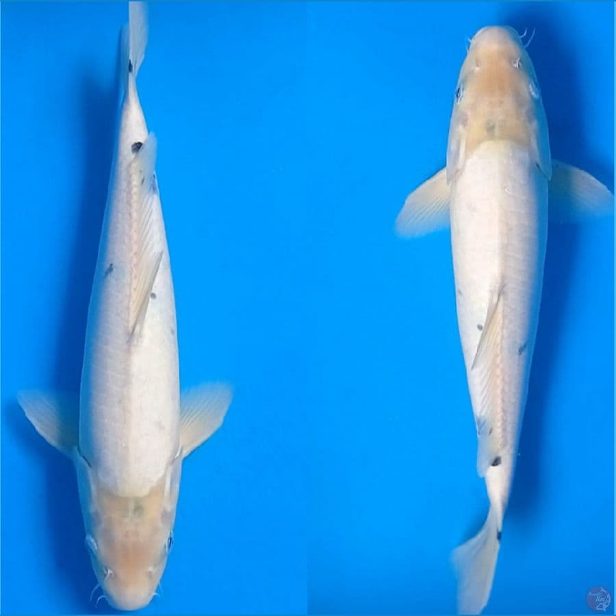 Shiro Bekko M37cm