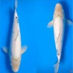 Shiro Bekko M37cm