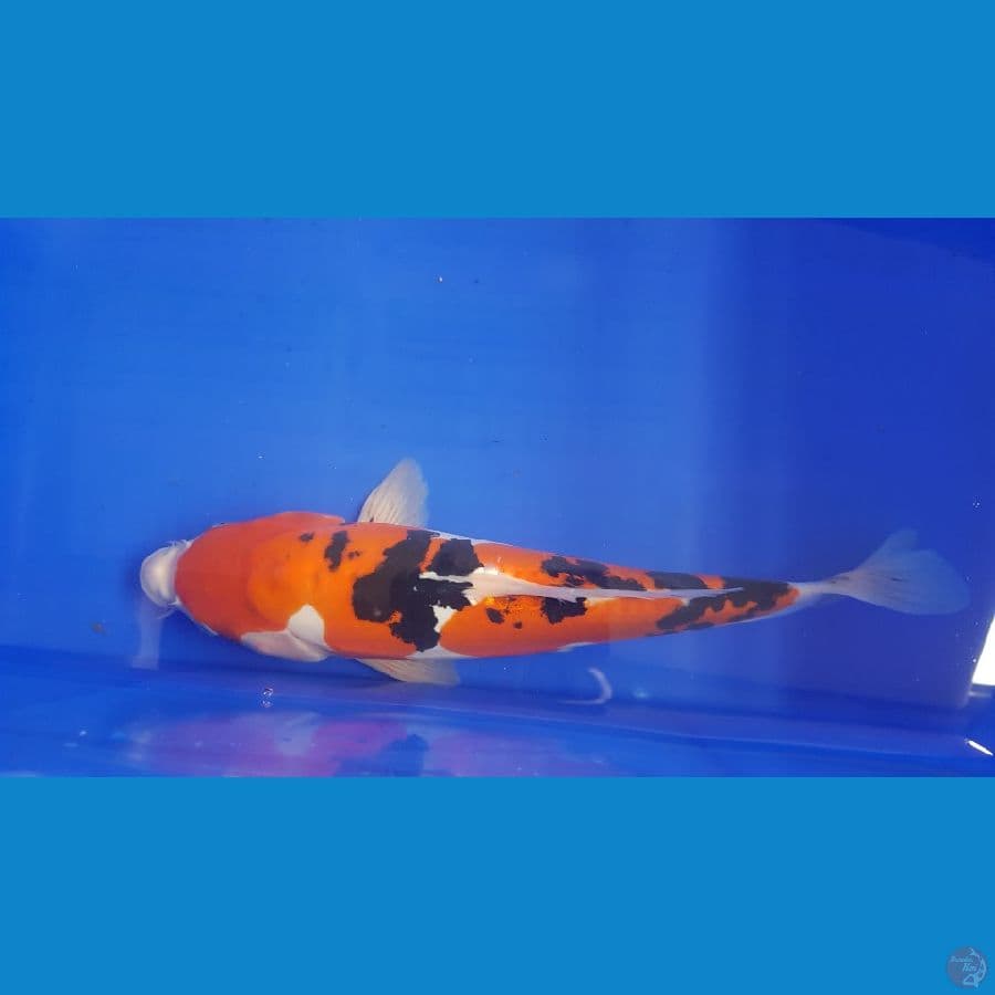 sanke doitsu 34cm/ml strong