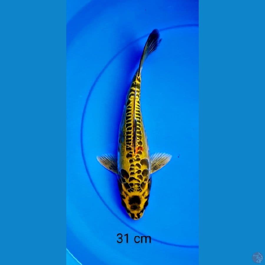 mizuo 31 cm
