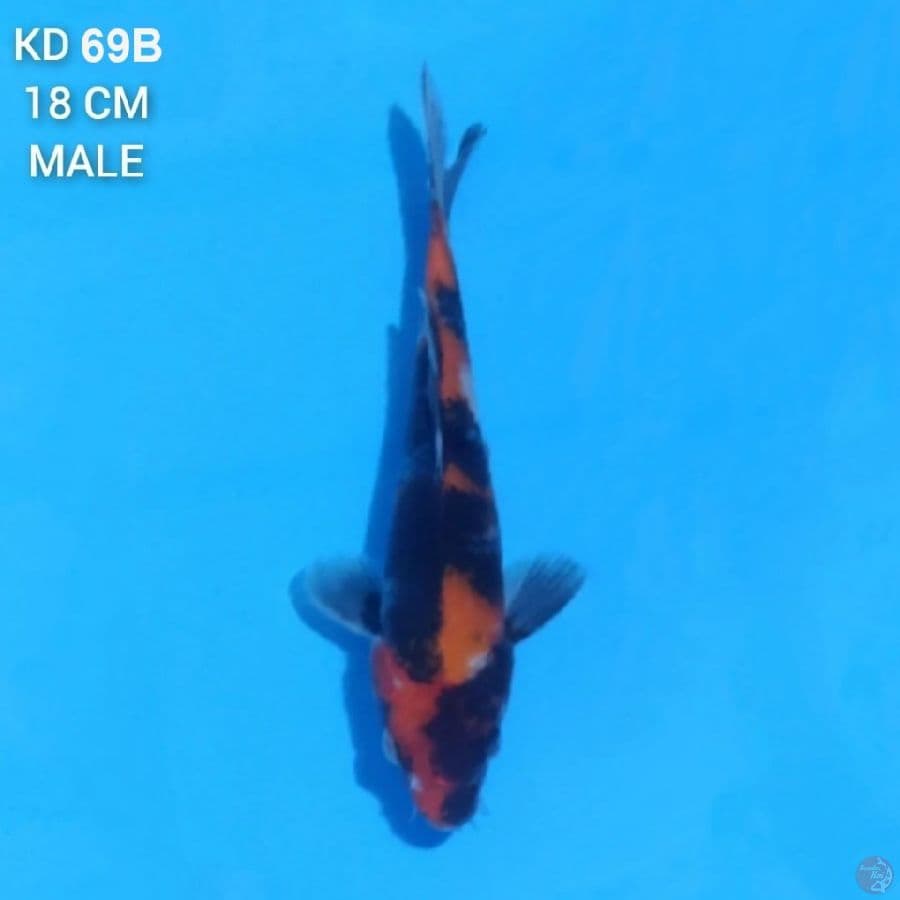 Hi Showa 18cm Male