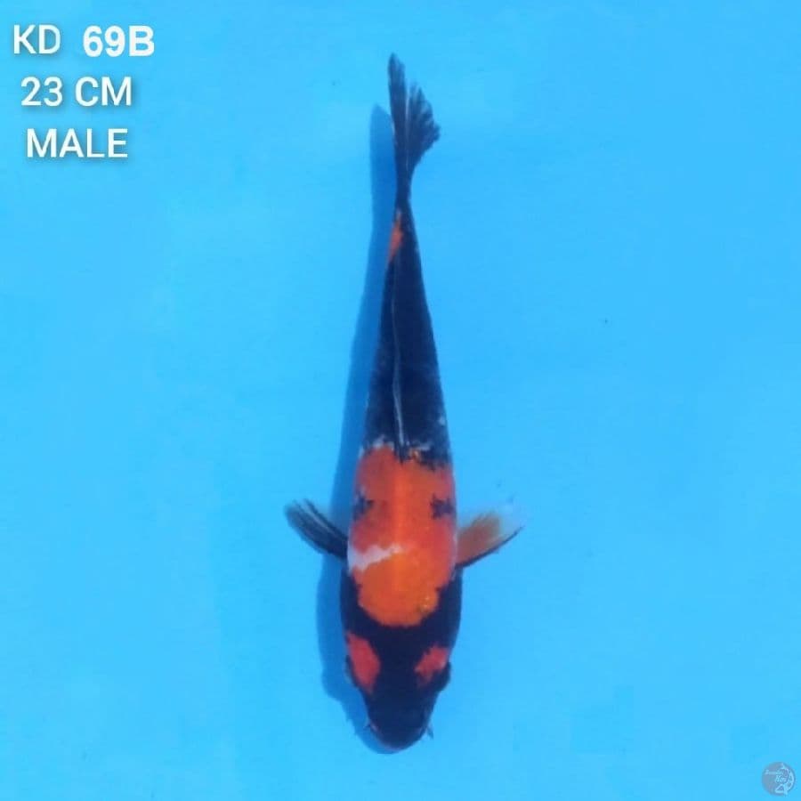 Hi Showa 23cm Male