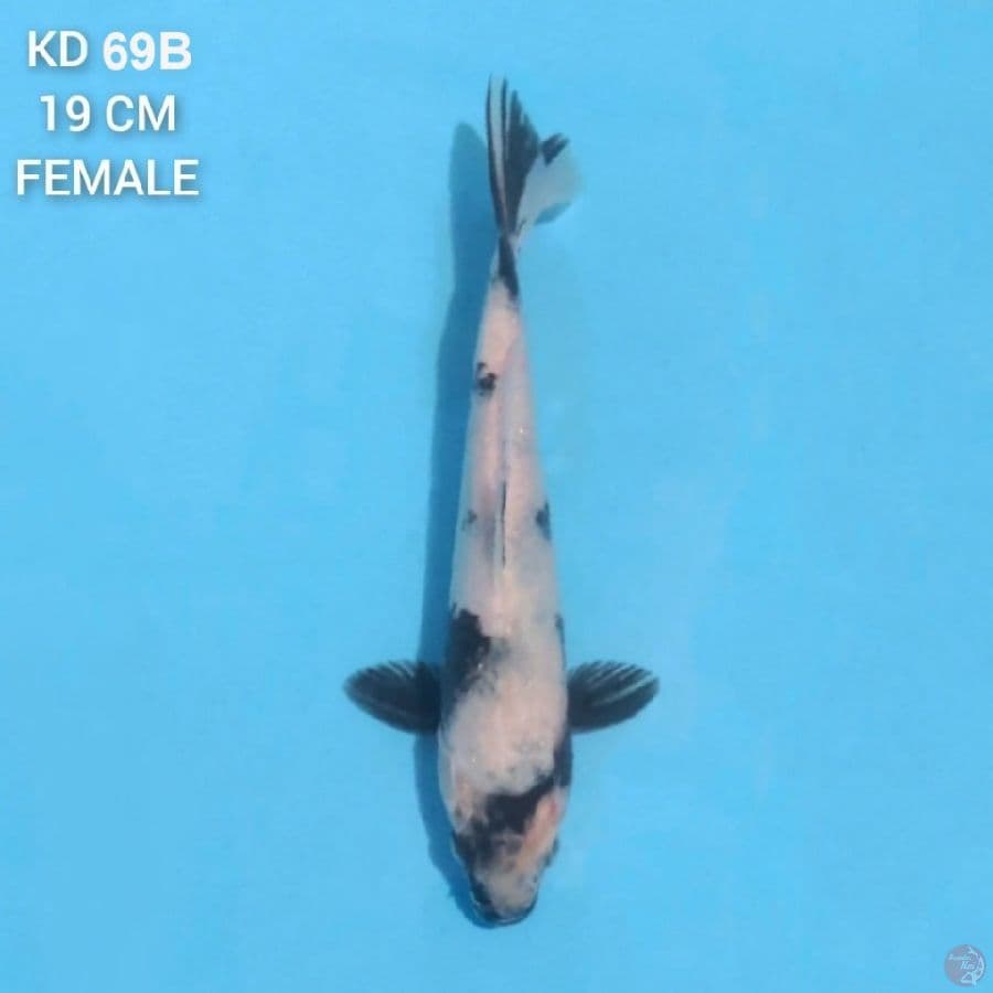 Shiro Utsuri 19cm Female