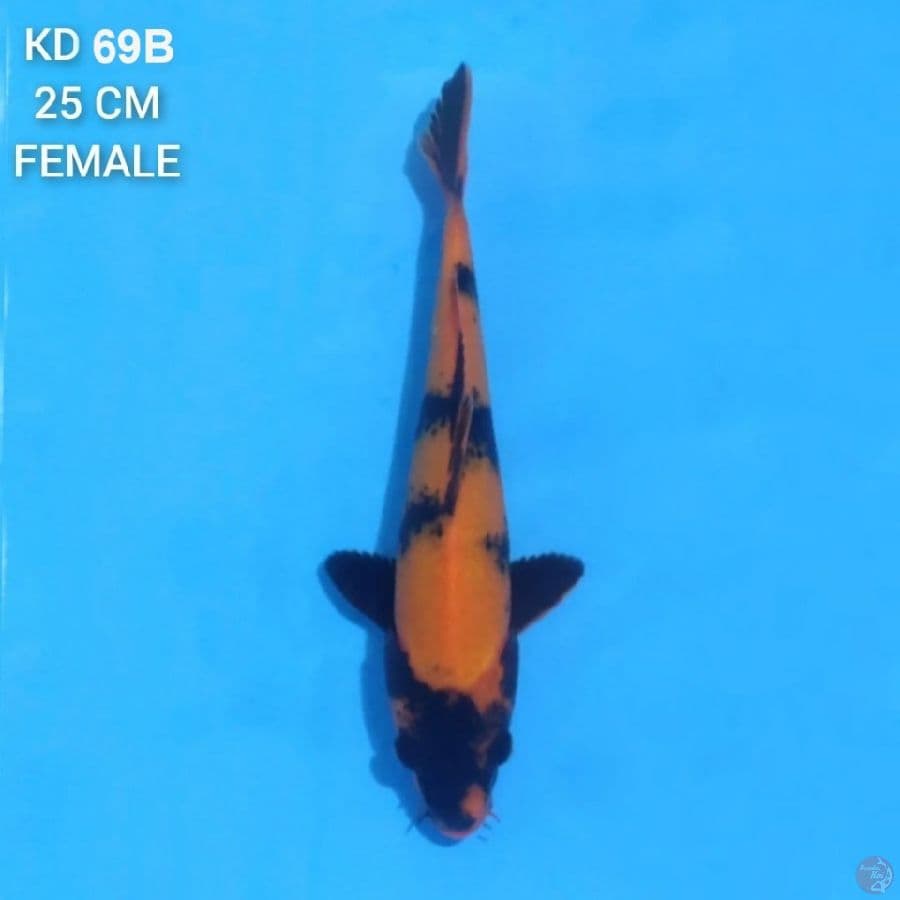 Hi Utsuri 25cm Female