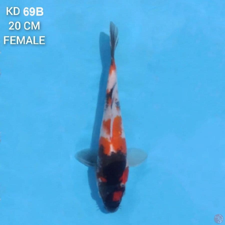 Showa 20cm Female