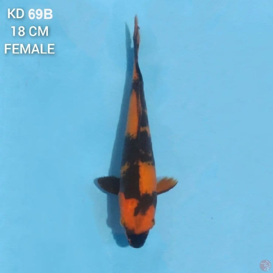 Hi Utsuri 18cm Female