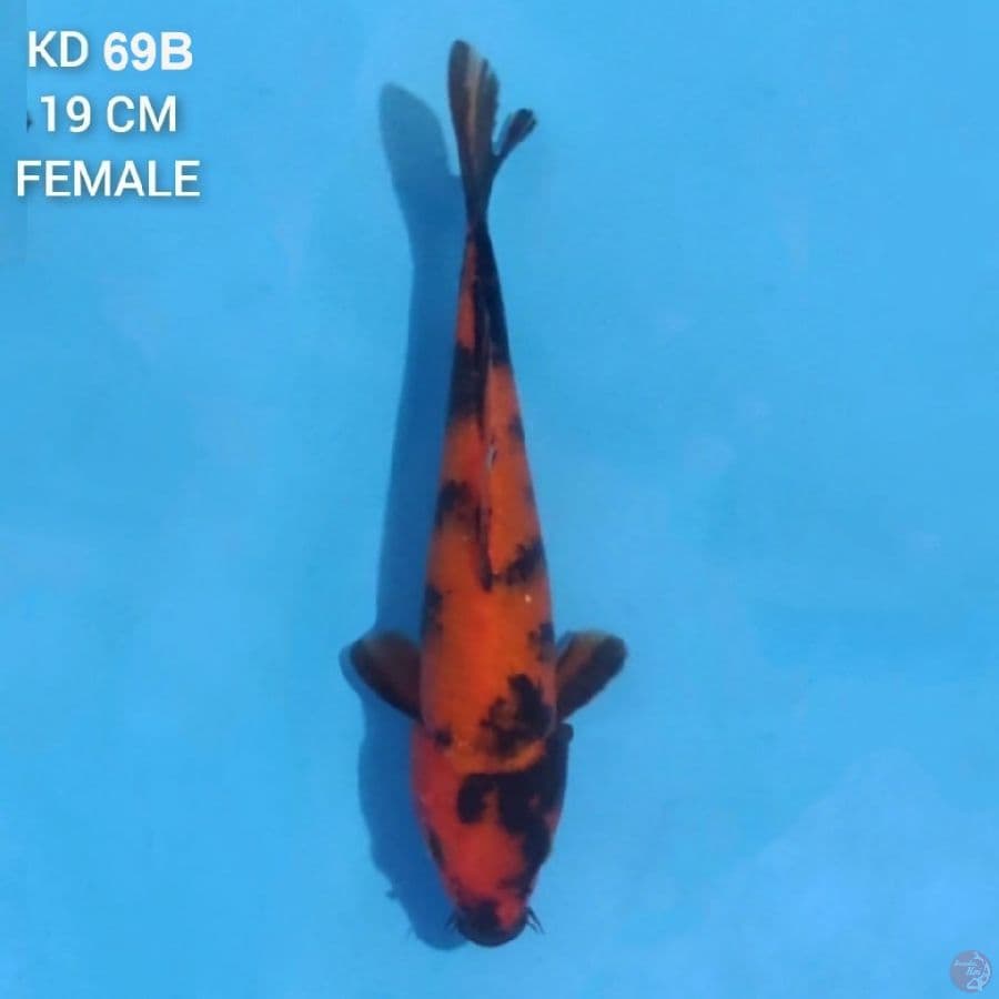Hi Utsuri 19cm Female
