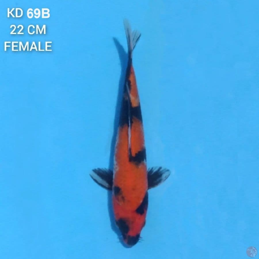 Hi Showa 22cm Female