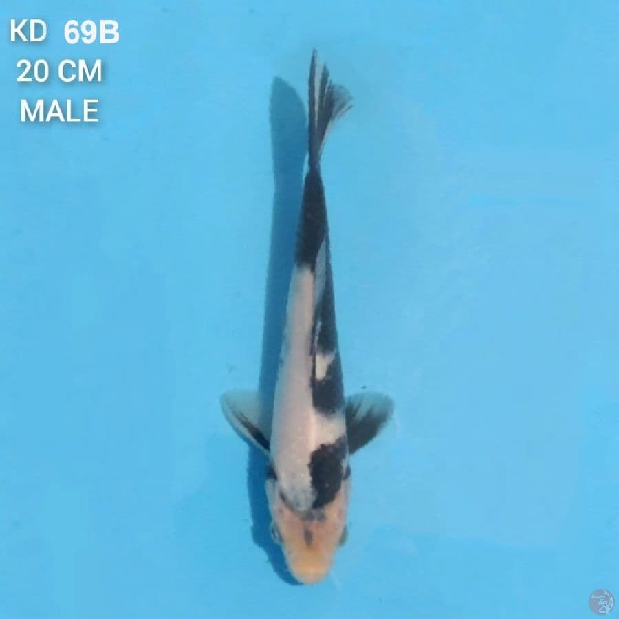Shiro 20cm Male