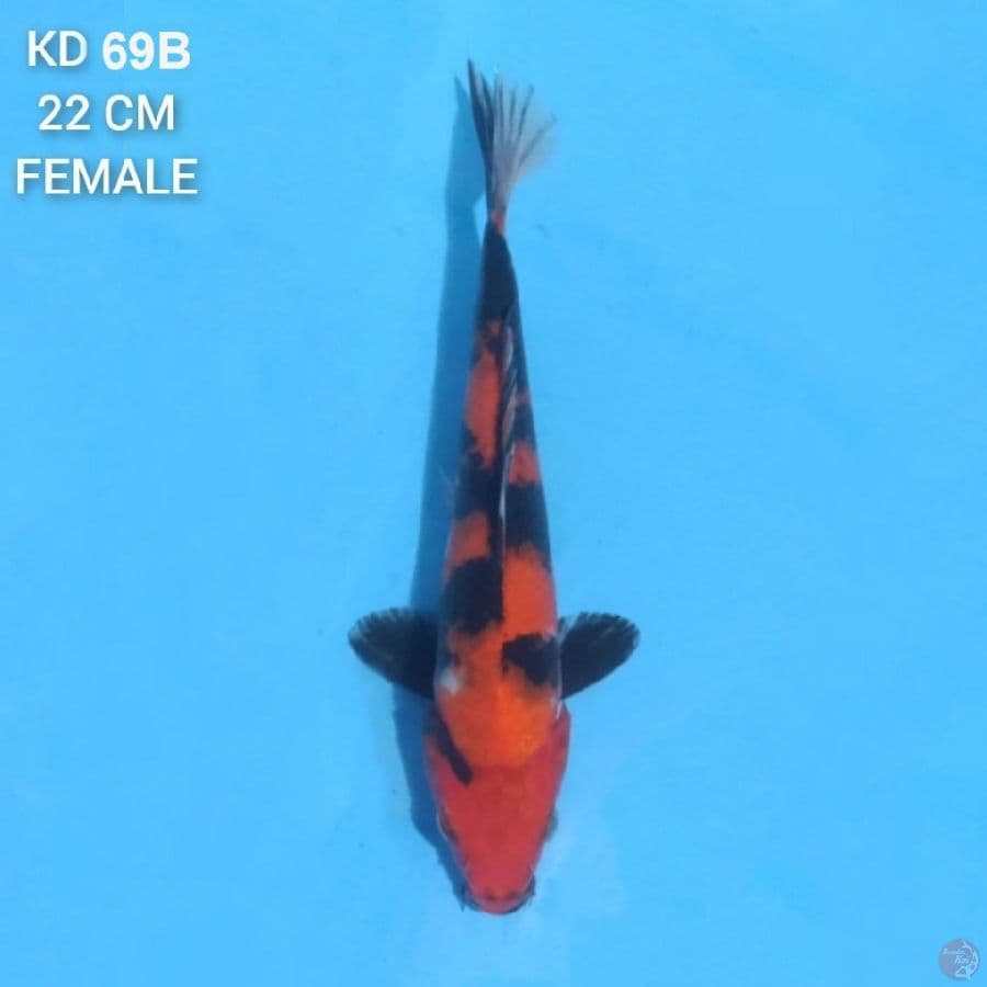 Hi Showa 22cm Female
