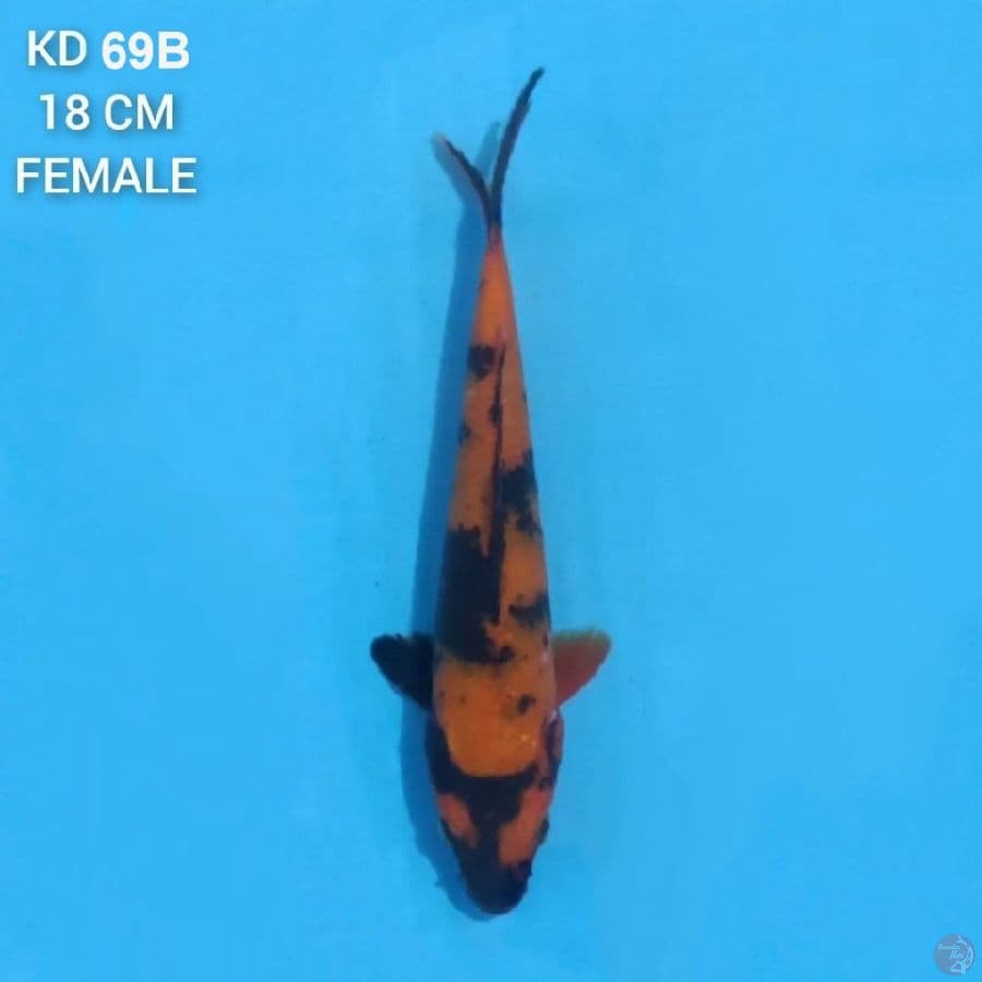 Hi Utsuri 18cm Female
