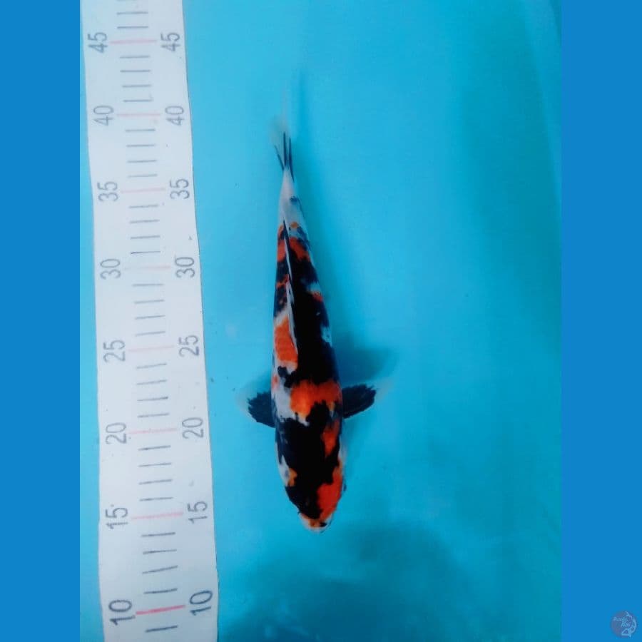 showa 27cm 