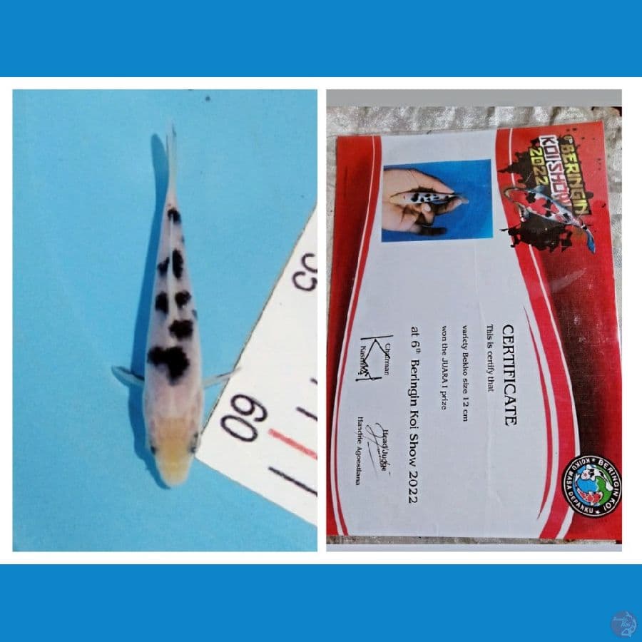 juara 1 bekko up to 12