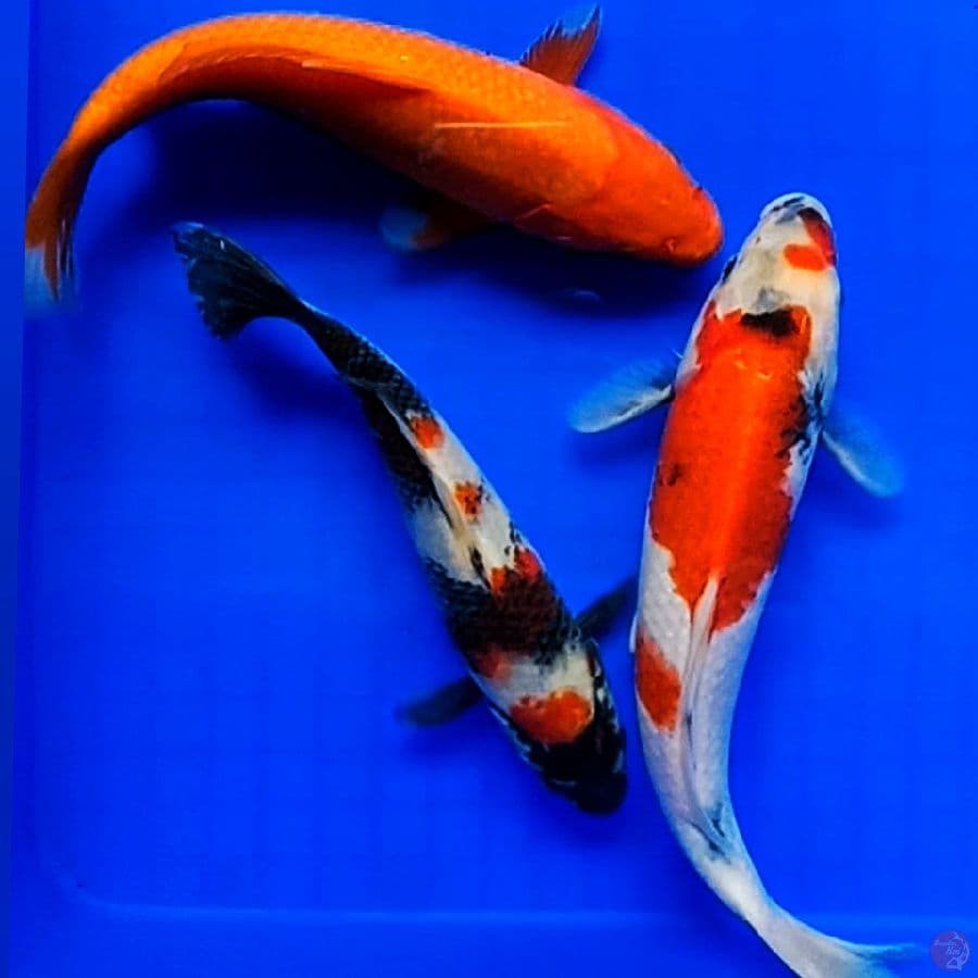 mix 21,25,25 cm