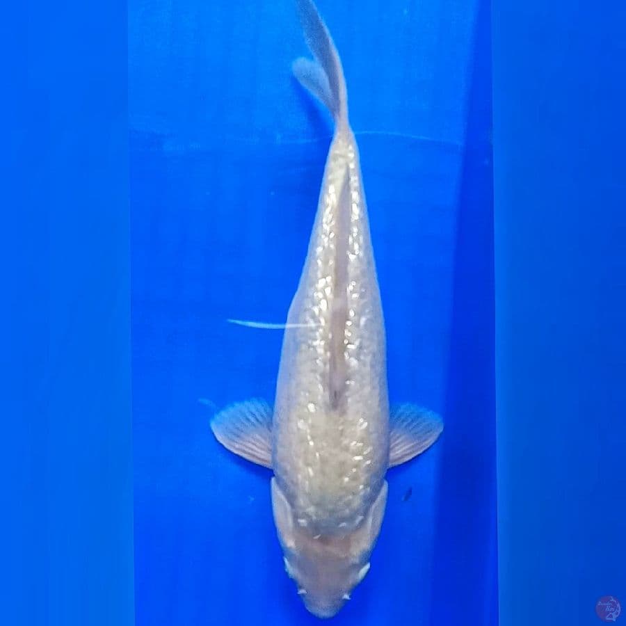 Sorgin Bulky Punuk 29cm
