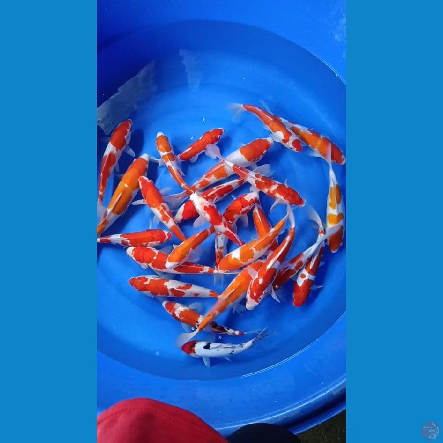 KOHAKU MIX PAKET 25 EKOR