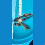 kiko 22-25 cm