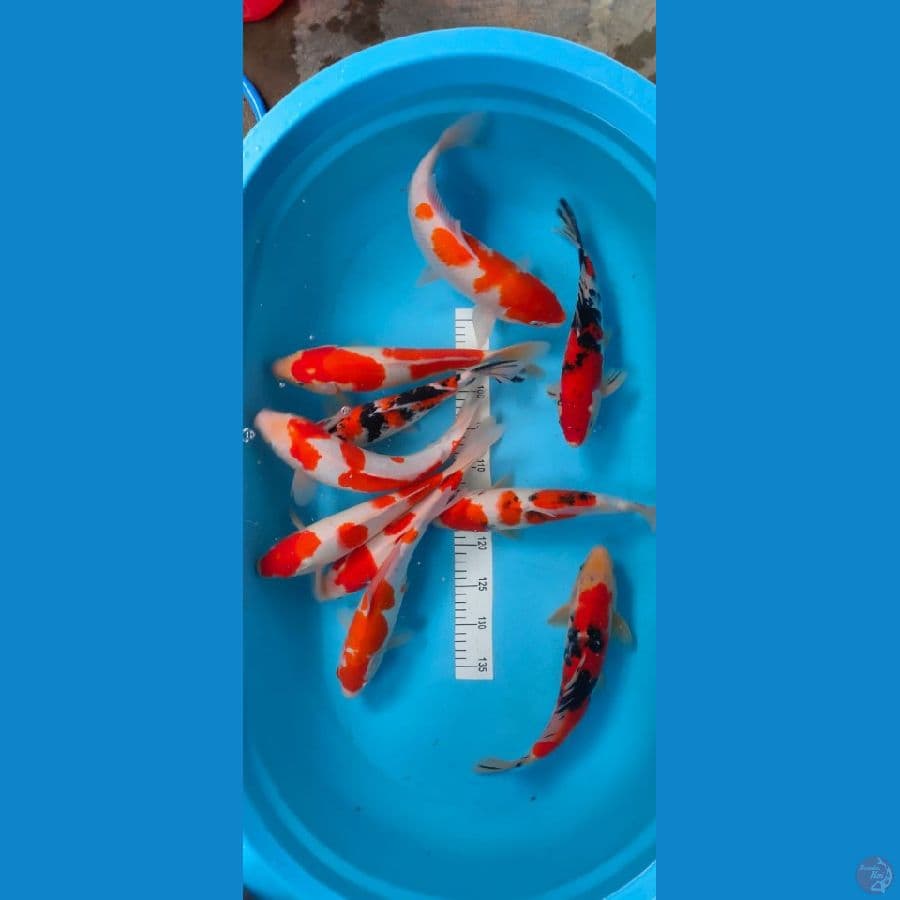sanke kohaku 32-37cm