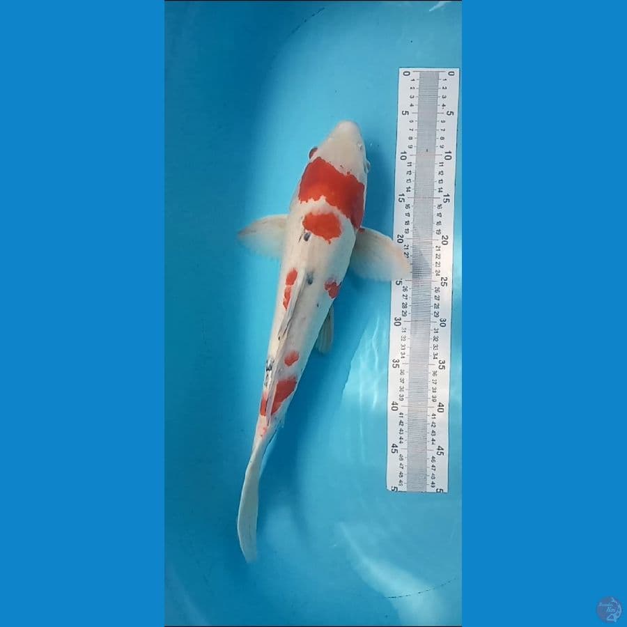 1 ekor sanke 50 cm( sehat kurang terawat)