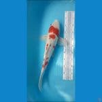 1 ekor sanke 50 cm( sehat kurang terawat)