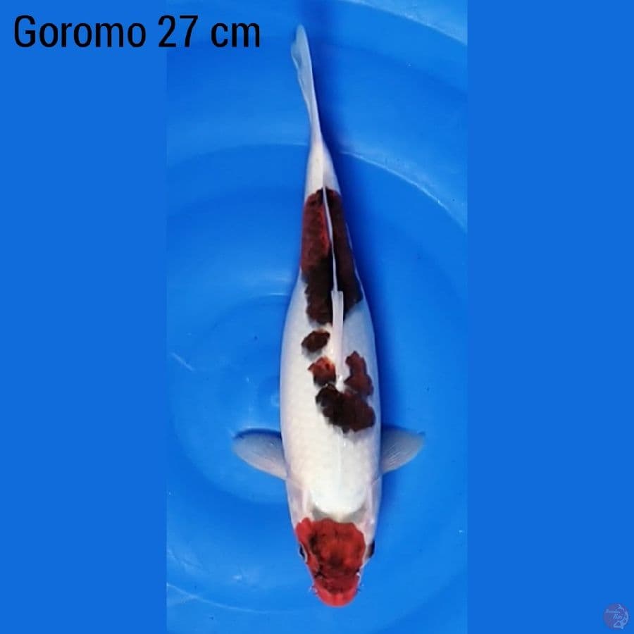Goromo 27 cm 