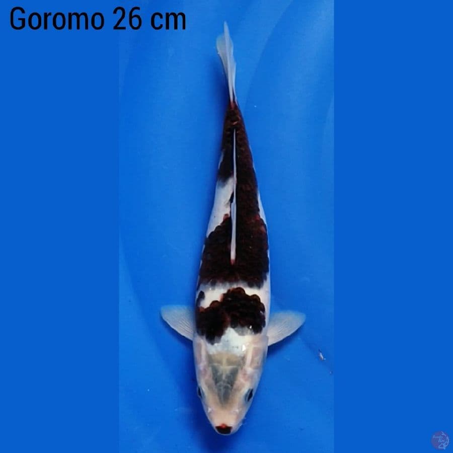 Goromo 26 cm