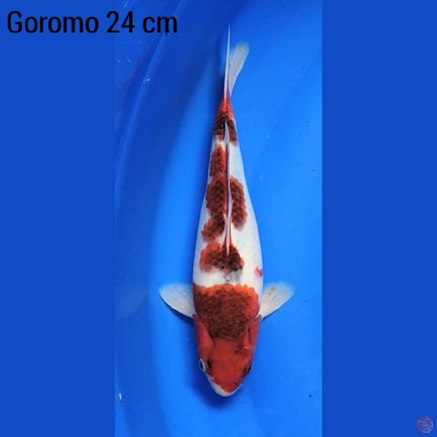 Goromo 24 cm
