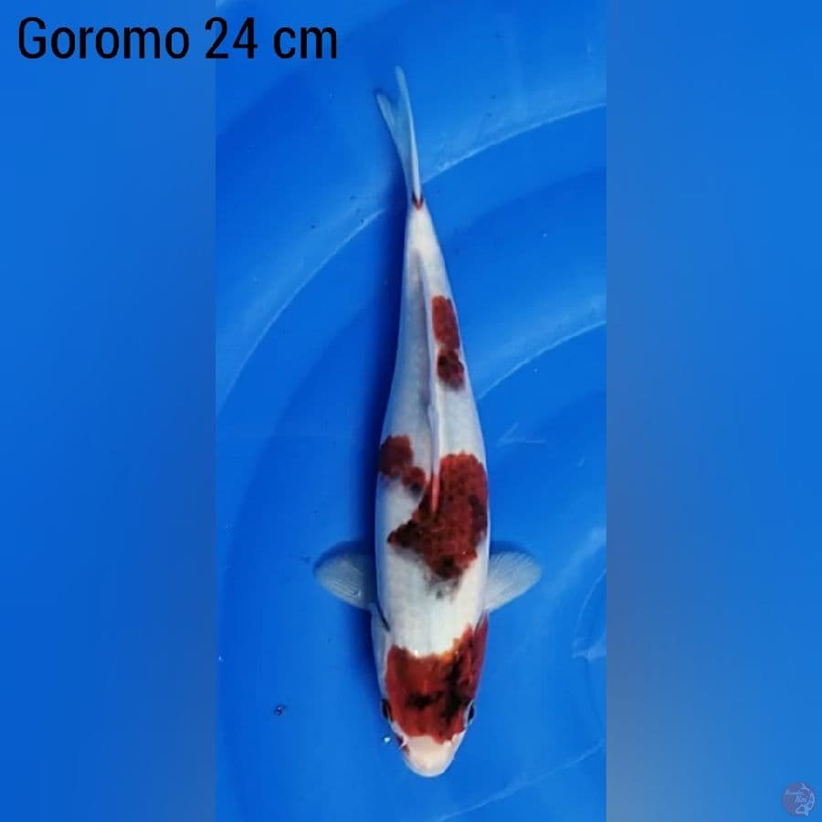 Goromo 24 cm