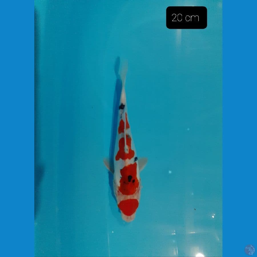 maruten sanke 20 cm