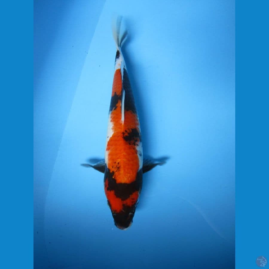 showa sansoku