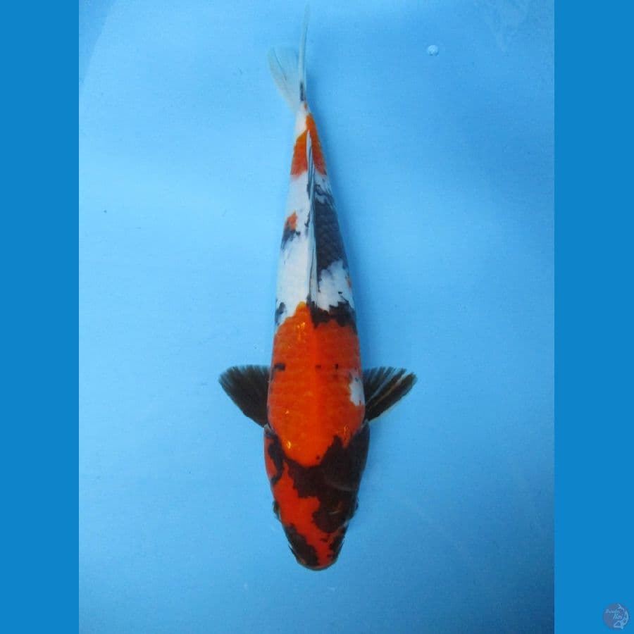 showa sansoku
