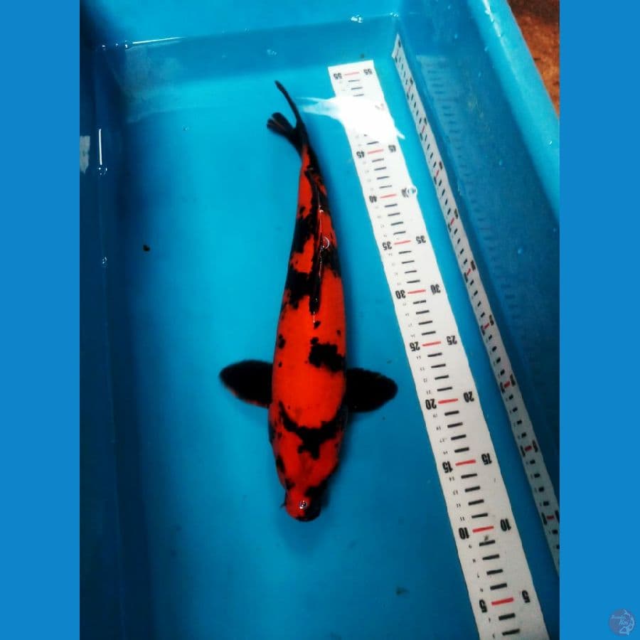 hiutsuri 42 cm merah strong