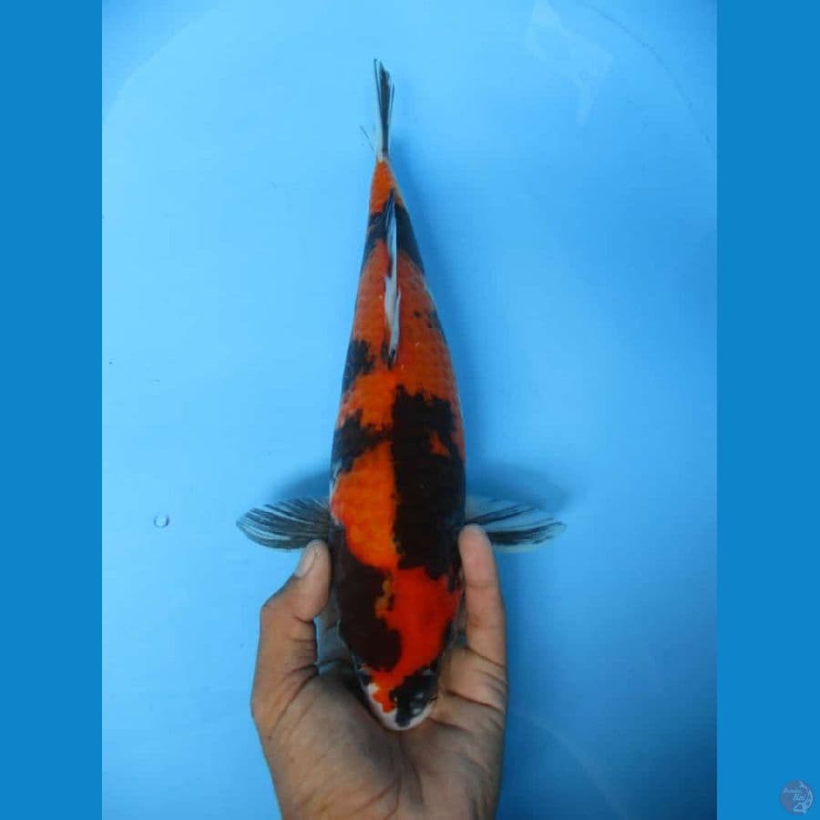 MKC KOI GRUB