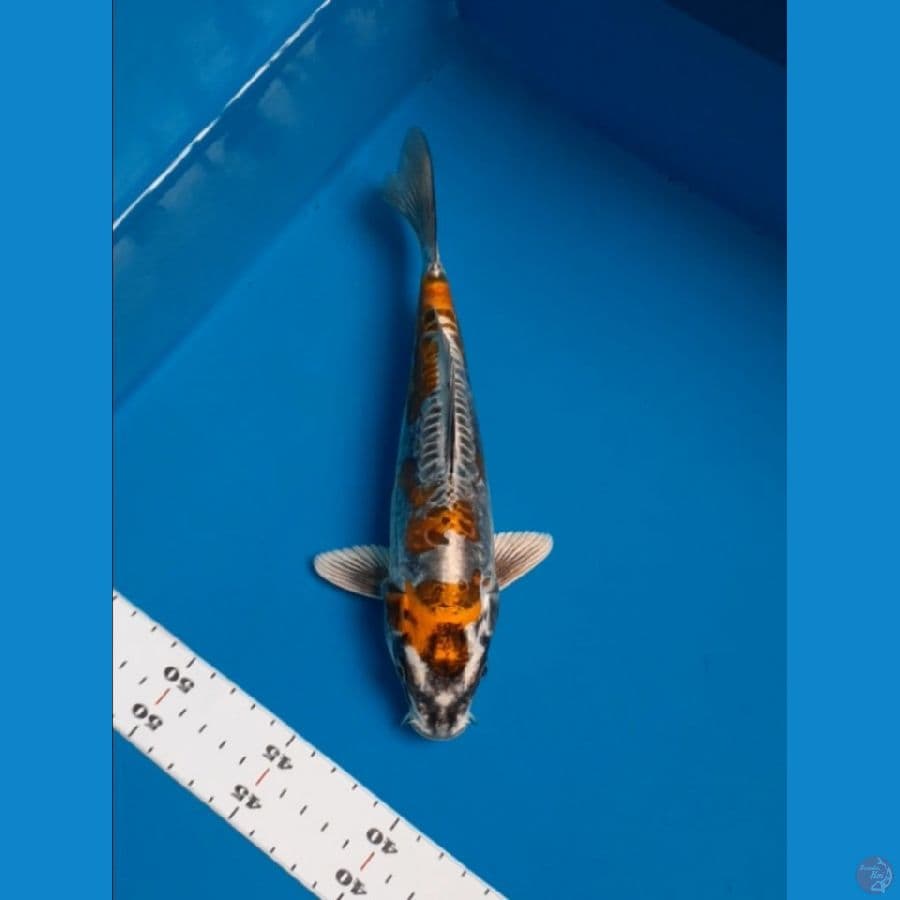 kikokuryu 25cm
