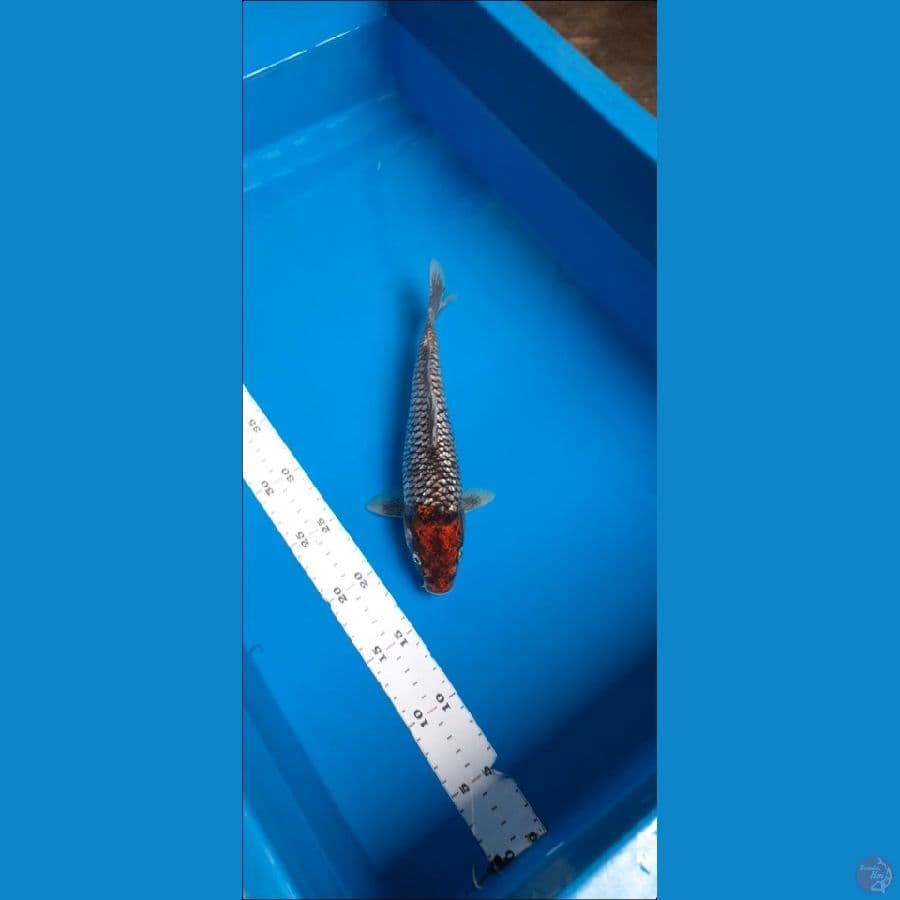 matsukawabake 26cm
