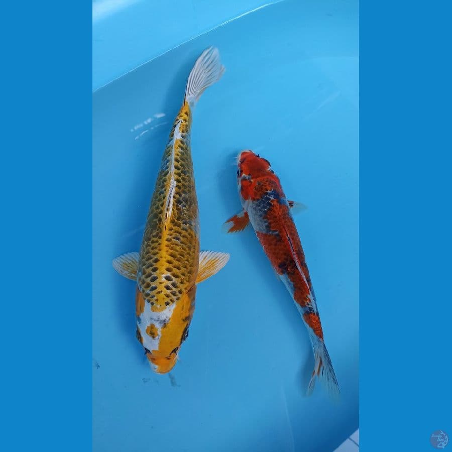 mix 25/30cm