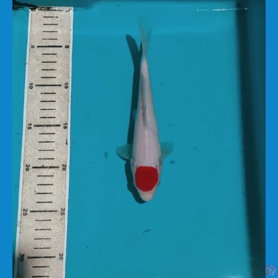 Tancho kohaku