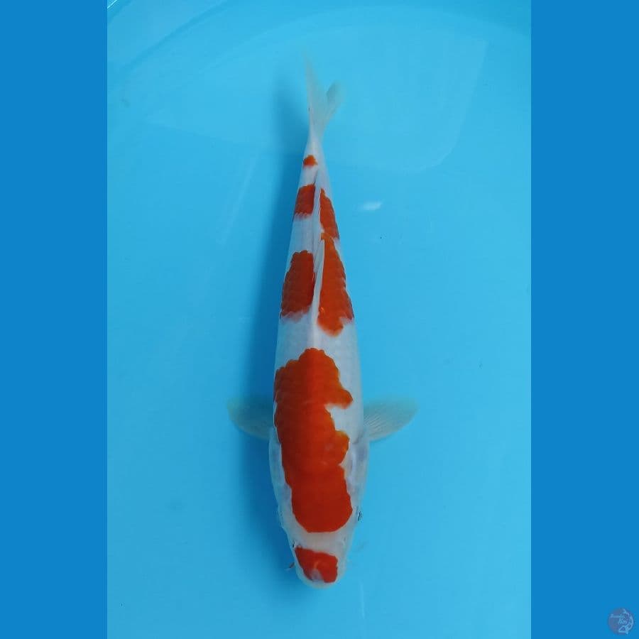 kohaku 30cm