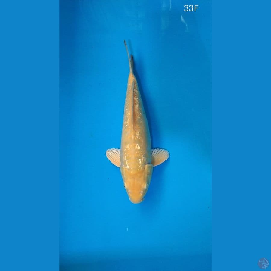 Karashi Aragoke 33cm Femael