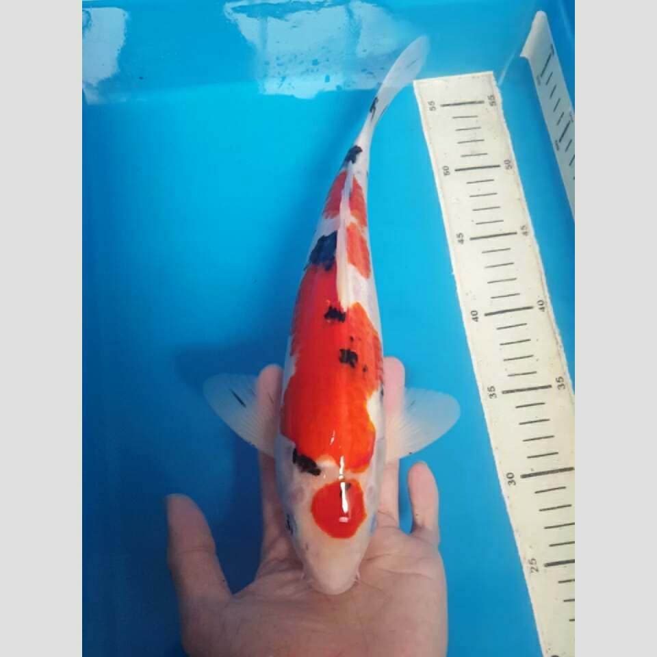 sanke maruten 40bu