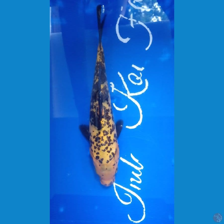 koi unik