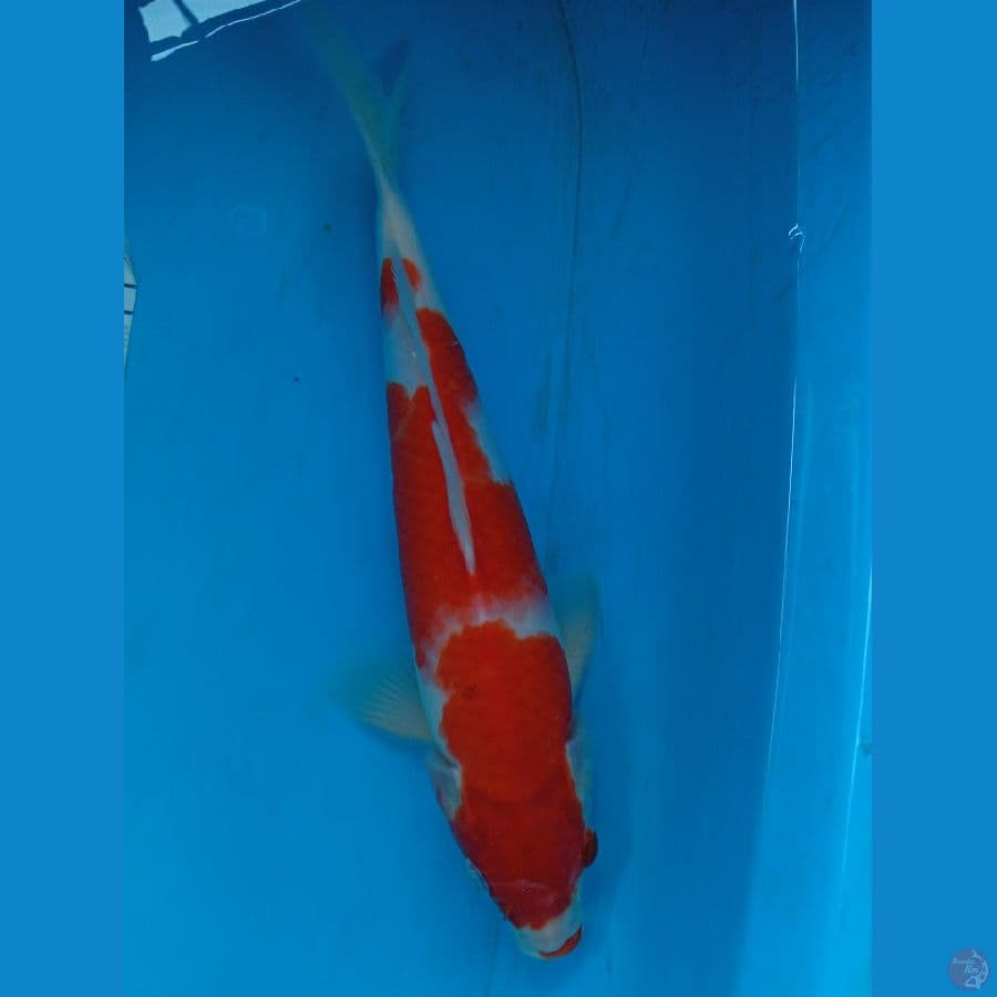 Kohaku original red strong