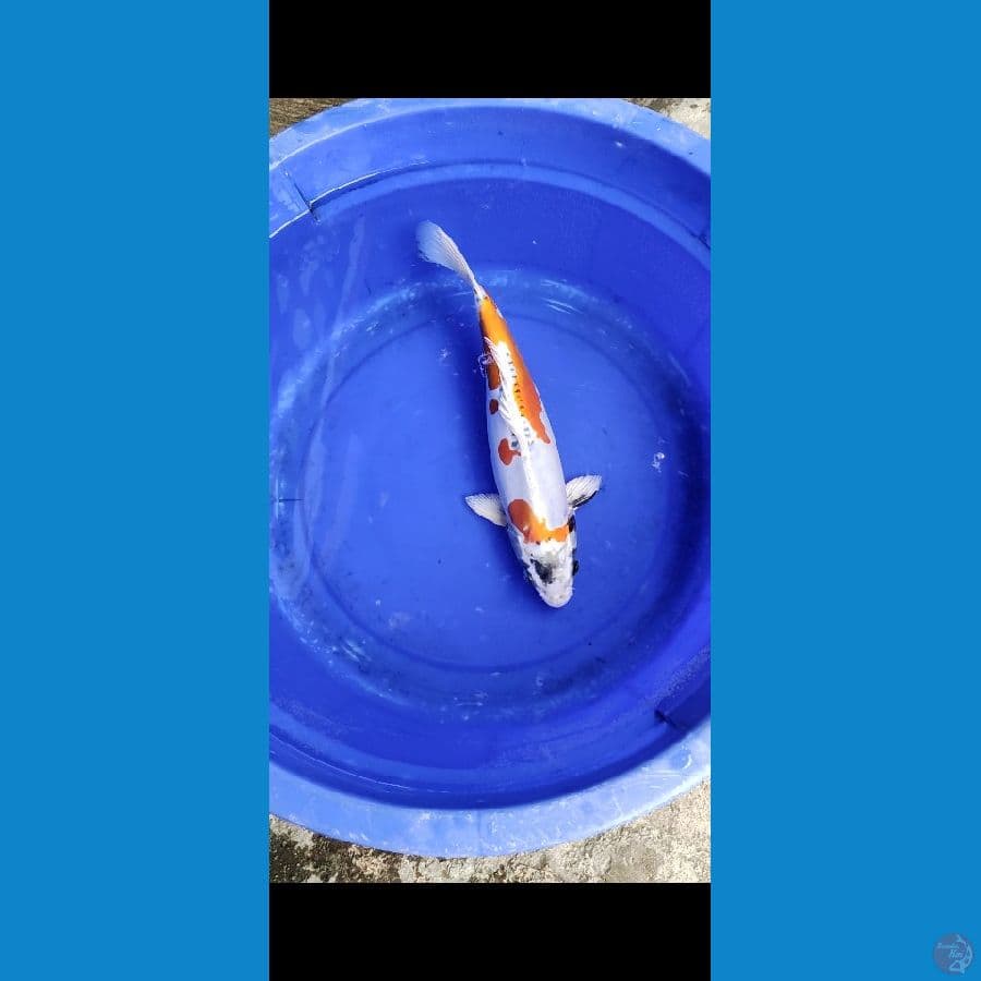 kiko 35cm