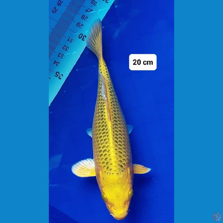 Ogon