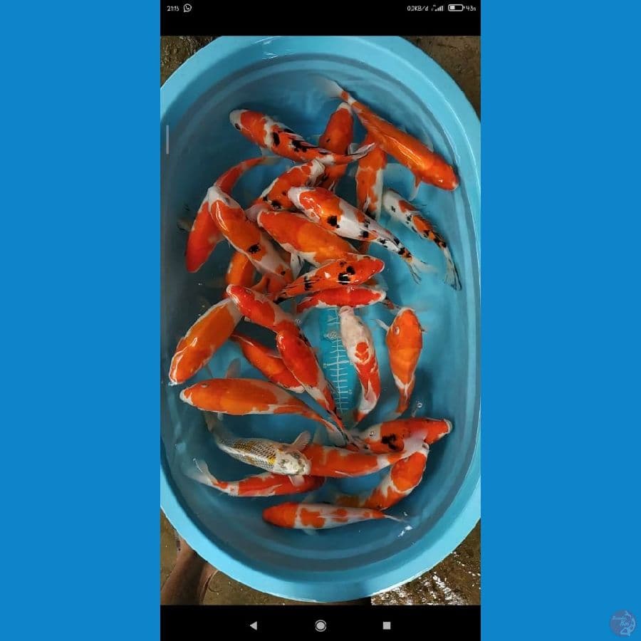 mix koi