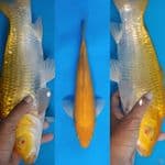 Karashi Red Eye ( Mata Merah) Berpunuk