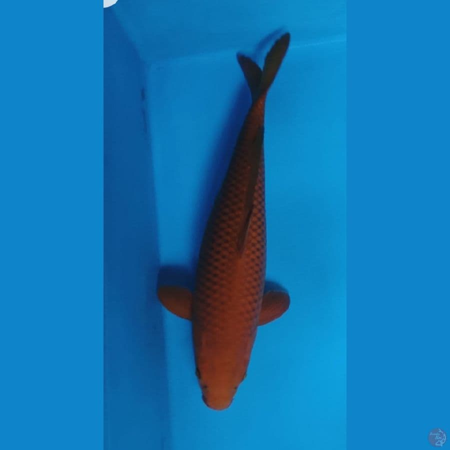 Chagoi Tembga Jumbo Jos Body Bagus