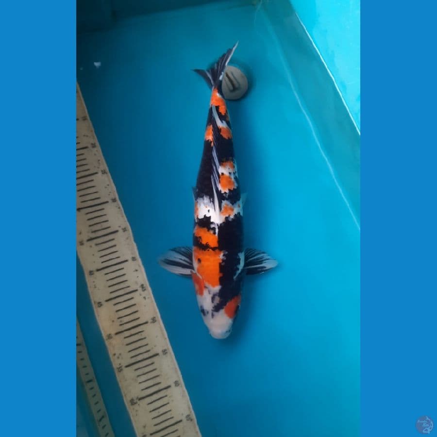 48cm Showa Sanshoku Male