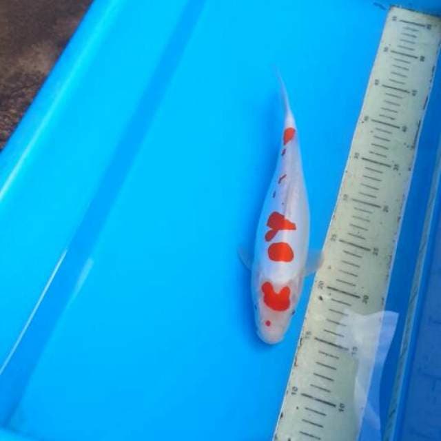 KOHAKU KINDAY STRONG BIDY TEBAL